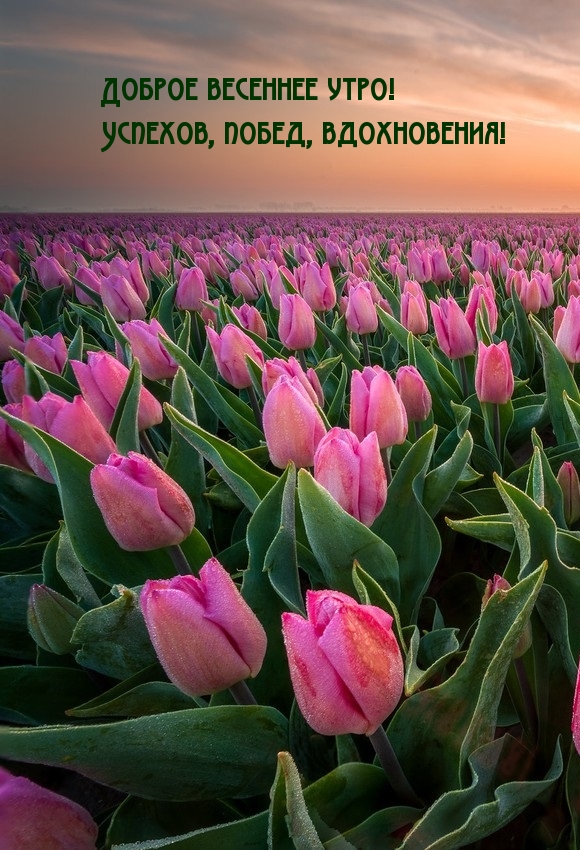 Хостинг картинок yapx.ru