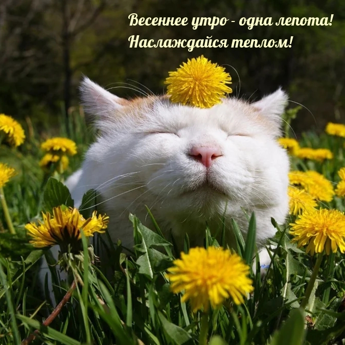 Хостинг картинок yapx.ru