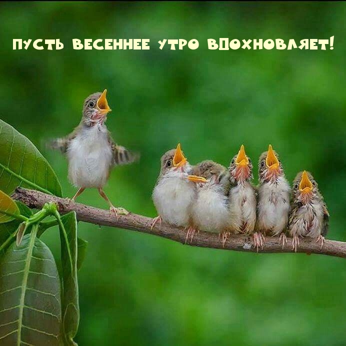 Хостинг картинок yapx.ru
