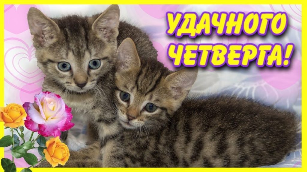 Хостинг картинок yapx.ru