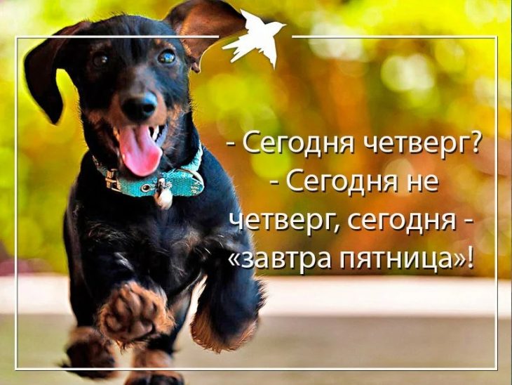 Хостинг картинок yapx.ru