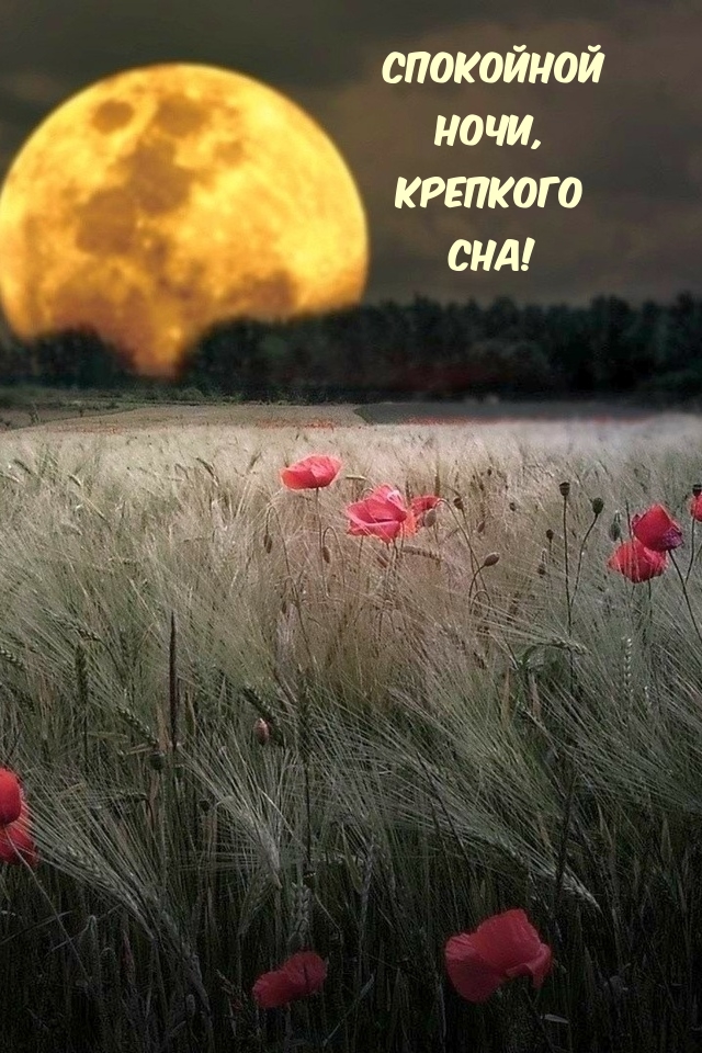 Красивая картинка с луной и летними цветами в поле с пожеланием спокойной ночи и крепкого сна! Красивая картинка с луной и летними цветами в поле с пожеланием спокойной ночи и крепкого сна!