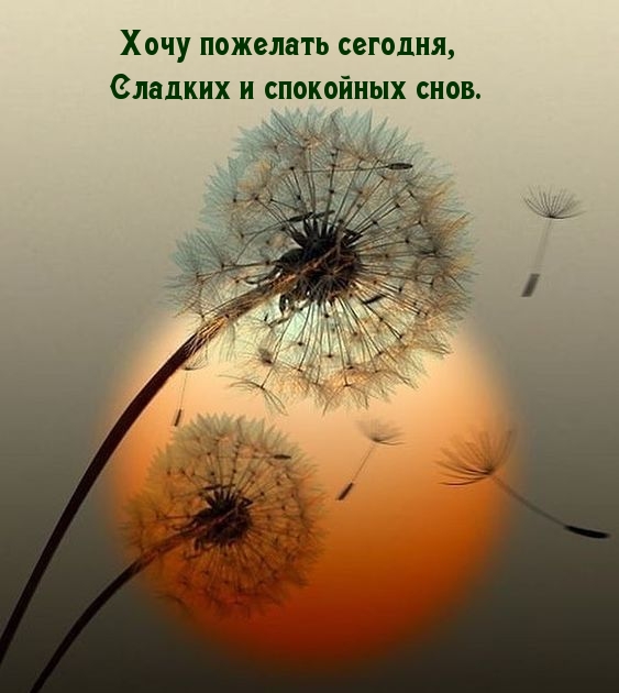 Летняя картинка хочу пожелать сегодня, сладких и спокойных снов. Летняя картинка хочу пожелать сегодня, сладких и спокойных снов.
