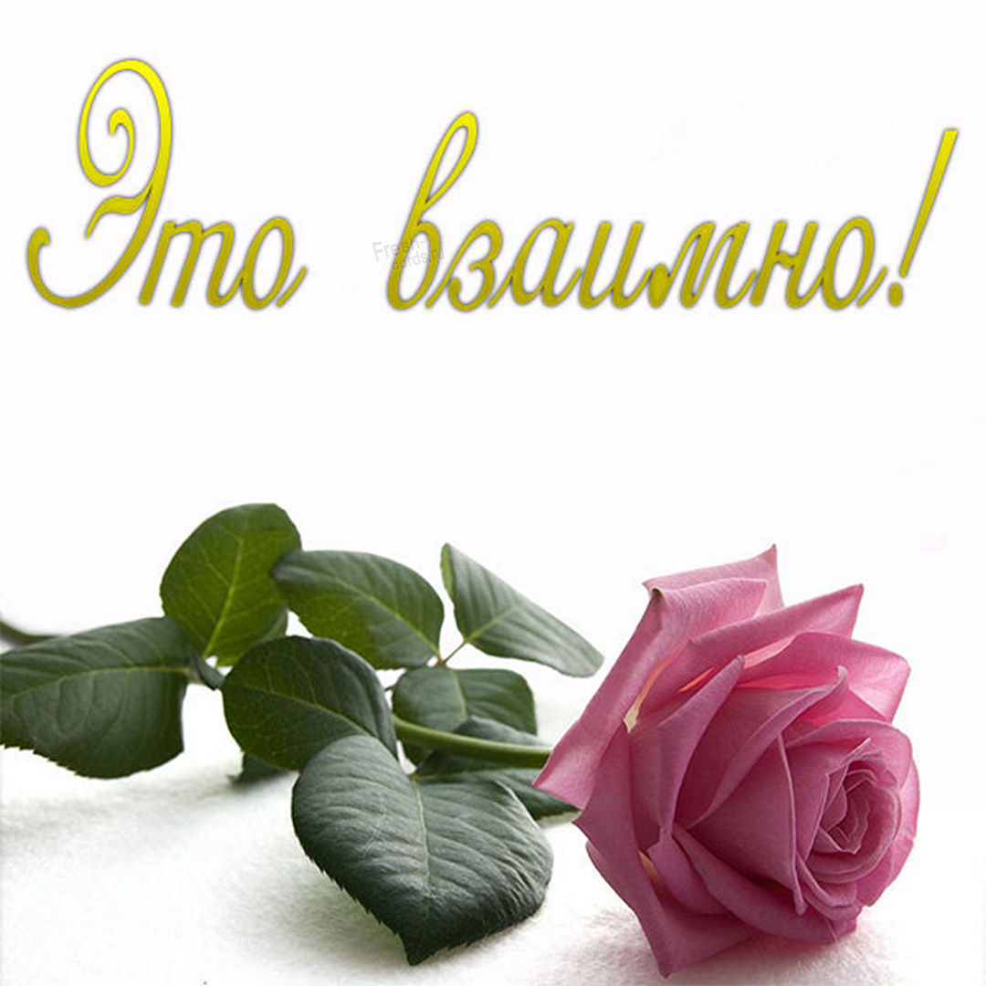 Картинка с розой и надписью это взаимно!
