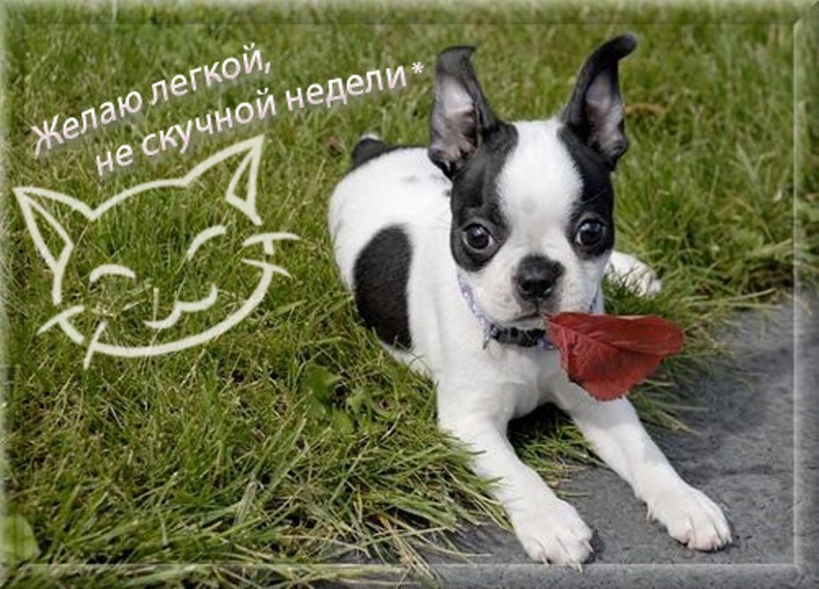  Легкой рабочей недели