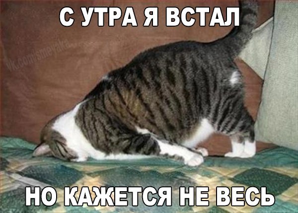 Открытки с добрым утром смешные.