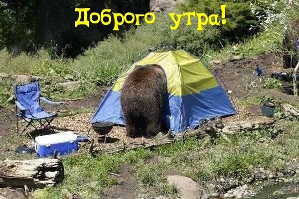 Good morning Country Rooster Любовь, Здоровые Напитки, Цветочные Феи.