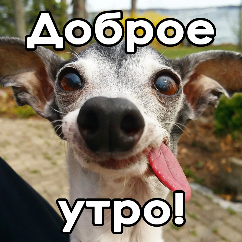 Смешные картинки с добрым утром