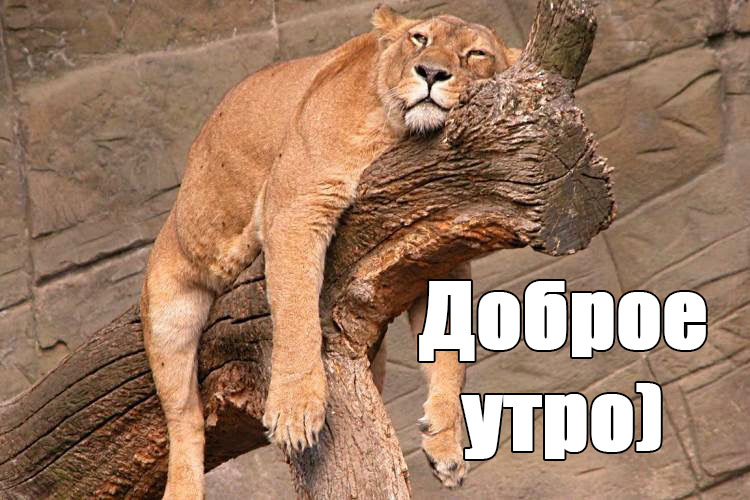 Юмористические открытки с добрым утром