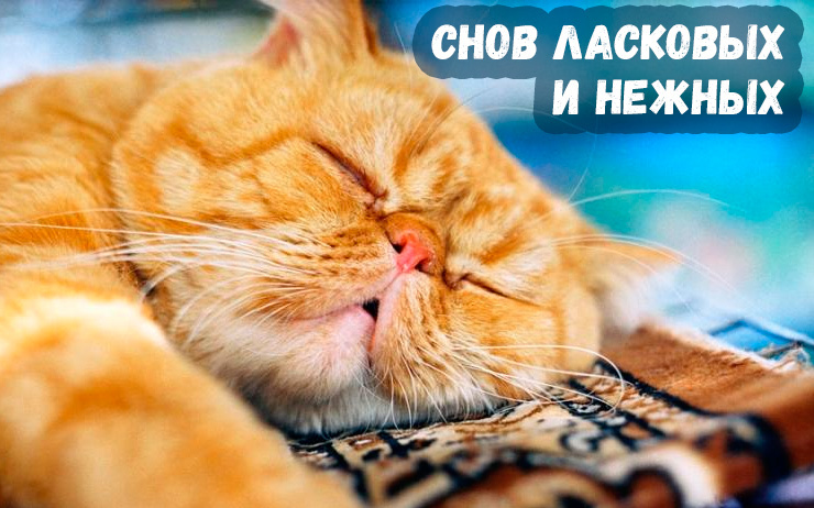 Классная картинка с рыжим котом и пожеланием снов ласковых и нежных!