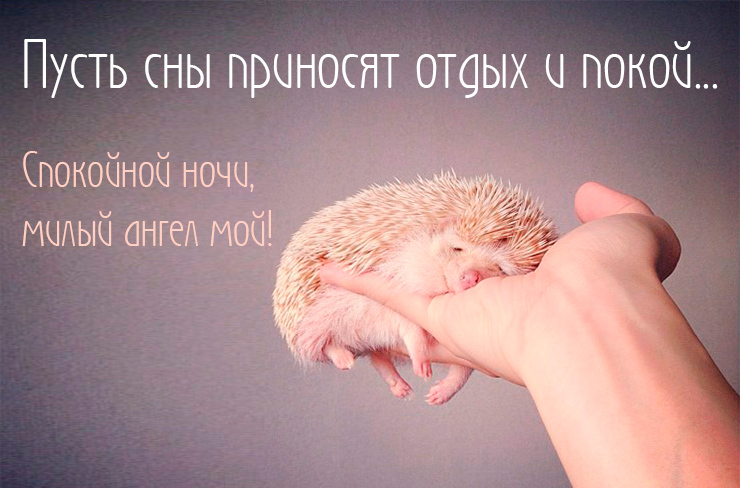 Пусть сны приносят отдых и покой... Спокойной ночи, милый ангел мой!
