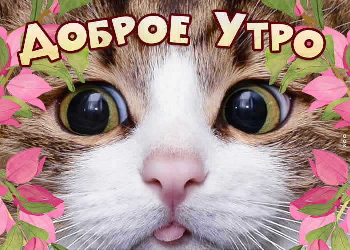 Весёлая картинка доброе утро с кошкой посреди цветов