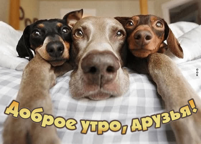 Картинка доброе утро друзьям с собачкой
