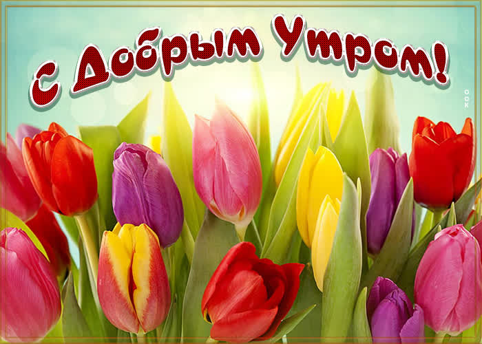 Весенняя Открытка доброе утро с тюльпанами