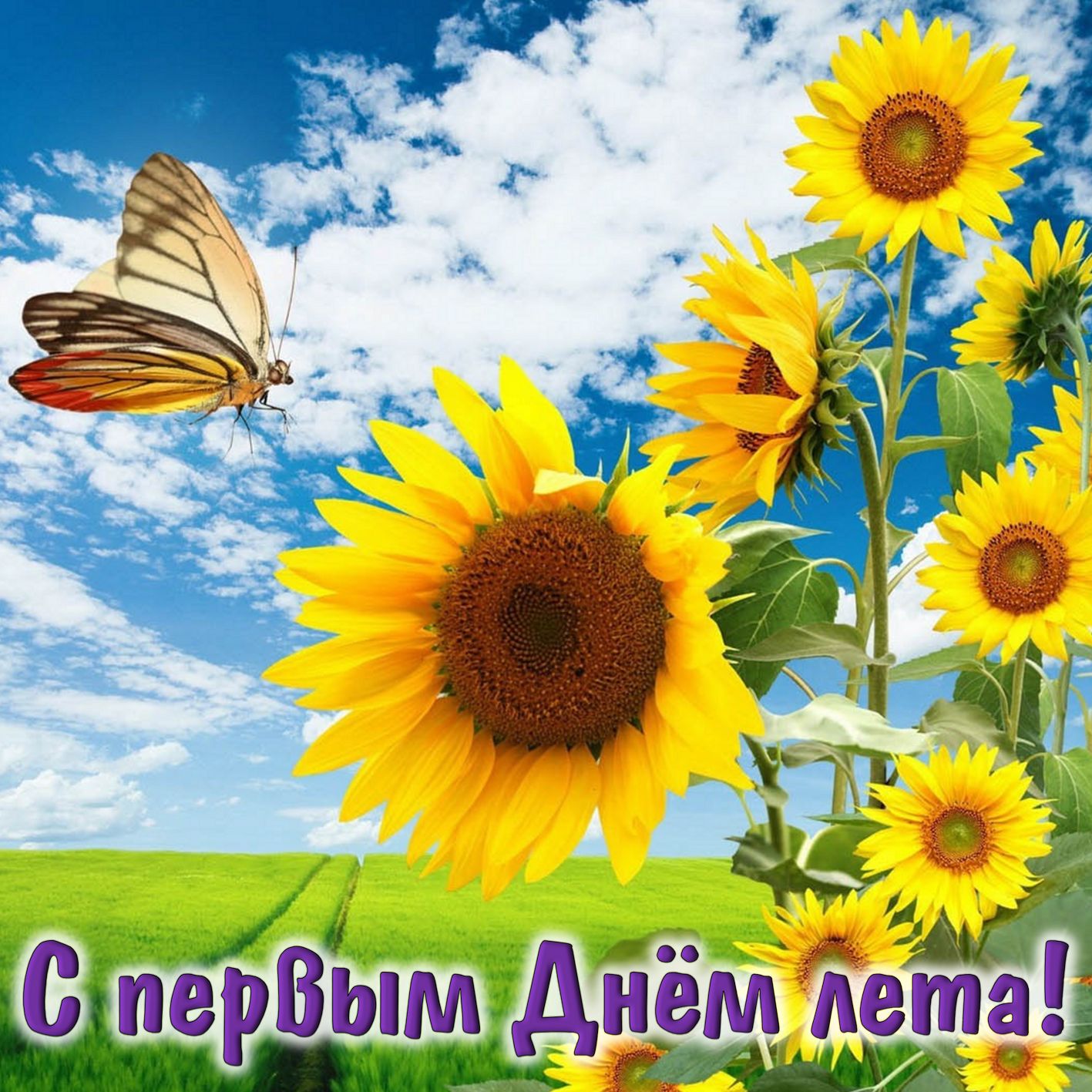 Картинка с подсолнухами на первый день лета.