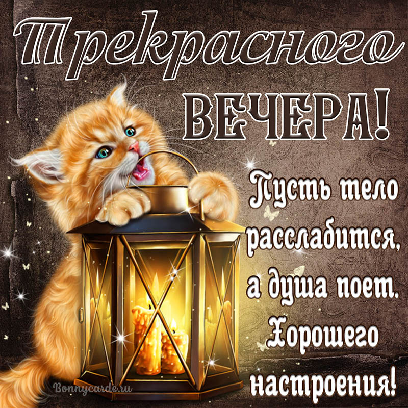 Котёнок с фонарем желает прекрасного вечера.