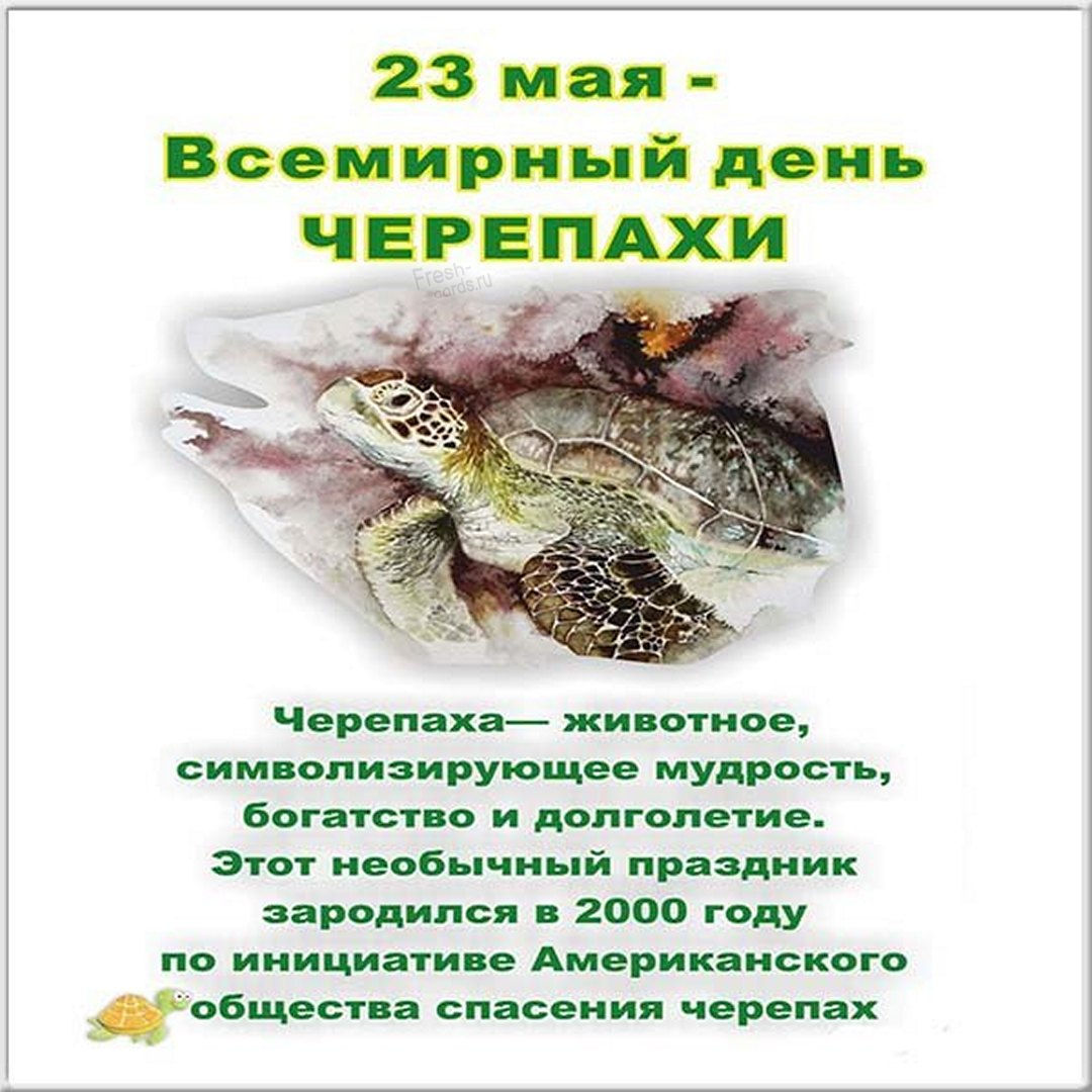 Поздравляем с днем черепахи, картинка. Поздравляем с днем черепахи, картинка.