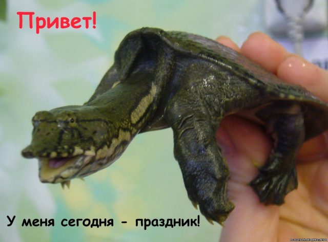 Открытка Всемирный день черепахи. Открытка Всемирный день черепахи.