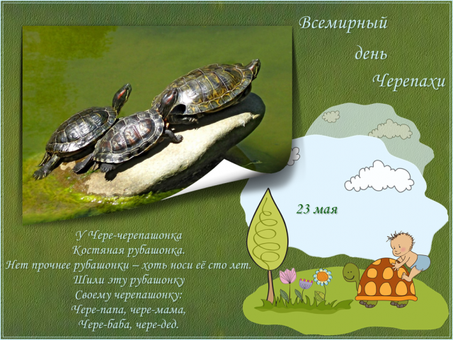 Сегодня не торопимся. Черепаха в воде. Сегодня праздник у черепахи. Сегодня не торопимся. Черепаха в воде. Сегодня праздник у черепахи.