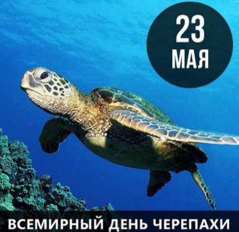 Красивая открытка всемирный день черепахи 23 мая 2022. Красивая открытка всемирный день черепахи 23 мая 2022.