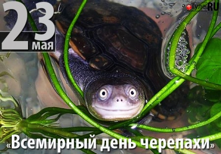 Прикольная открытка Всемирный день черепахи Прикольная открытка Всемирный день черепахи