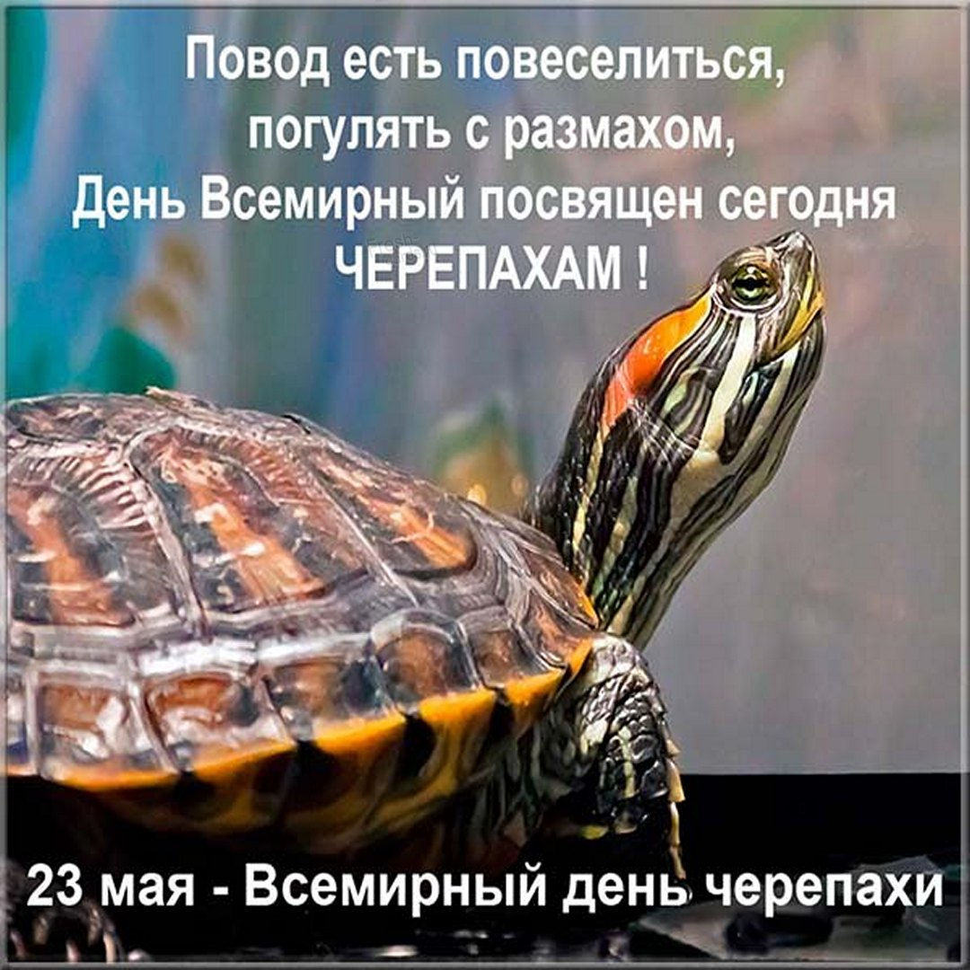 Поздравления с Всемирным днем черепахи КТО?ЧТО?ГДЕ? Поздравления с Всемирным днем черепахи КТО?ЧТО?ГДЕ?