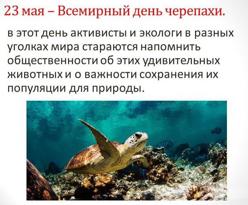 Картинка поздравление с днем черепахи - скачать бесплатно Картинка поздравление с днем черепахи - скачать бесплатно