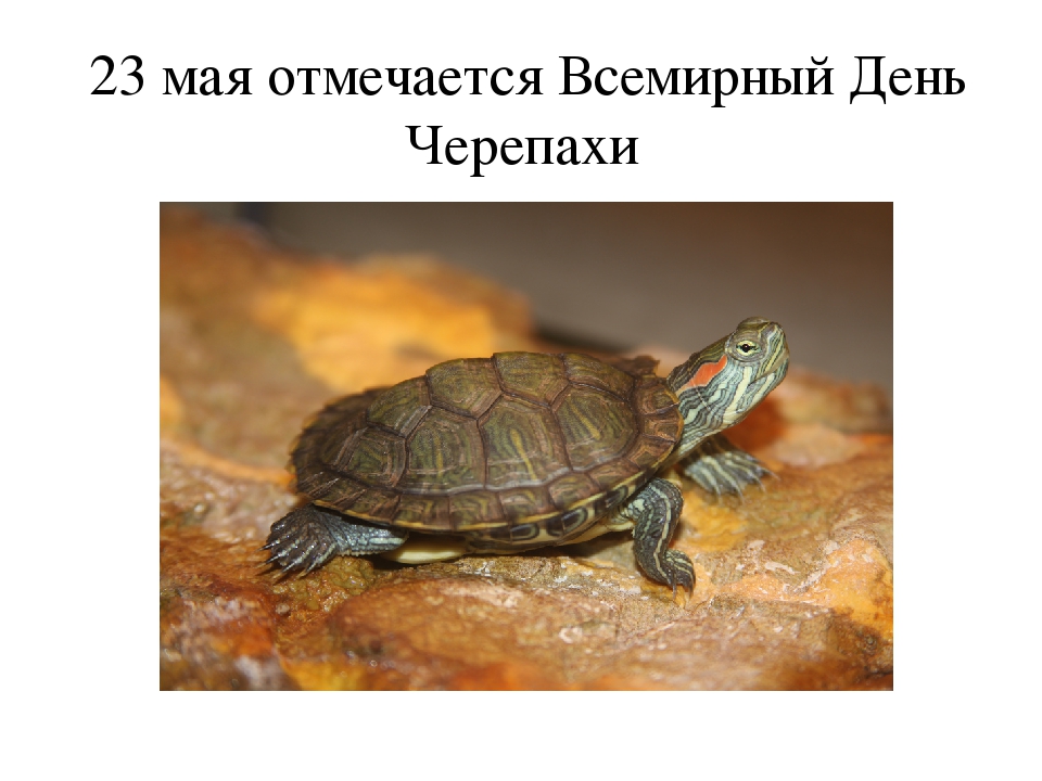 Всемирный день черепахи ретро Всемирный день черепахи ретро
