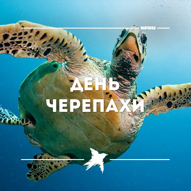Тематическая картинка с днем черепахи. Тематическая картинка с днем черепахи.