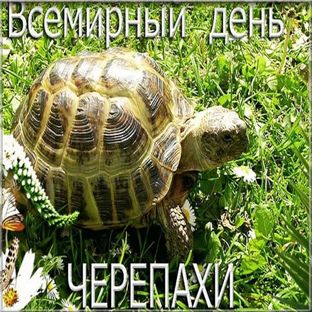 С днем черепахи поздравления. С днем черепахи поздравления.