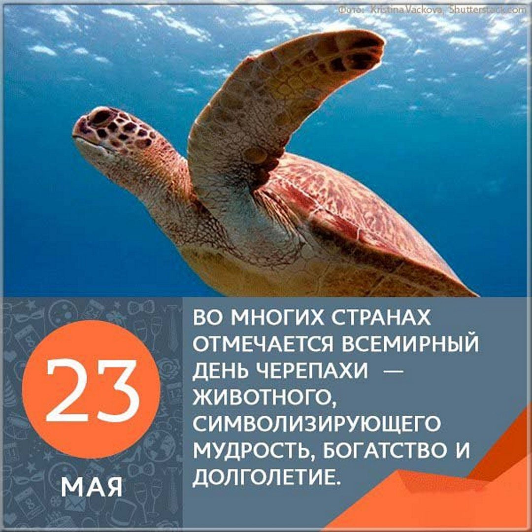23 мая отмечается Всемирный день черепахи - животного, символизирующего мудрость. 23 мая отмечается Всемирный день черепахи - животного, символизирующего мудрость.