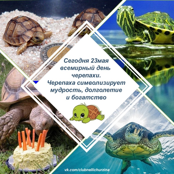 Прикольная картинка всемирный день черепахи. Прикольная картинка всемирный день черепахи.