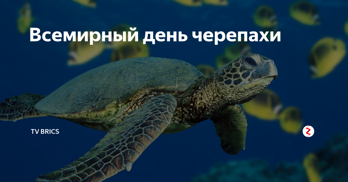 День черепахи 23 мая День черепахи 23 мая