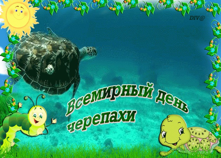 Прикольная открытка Всемирный день черепахи. Прикольная открытка Всемирный день черепахи.