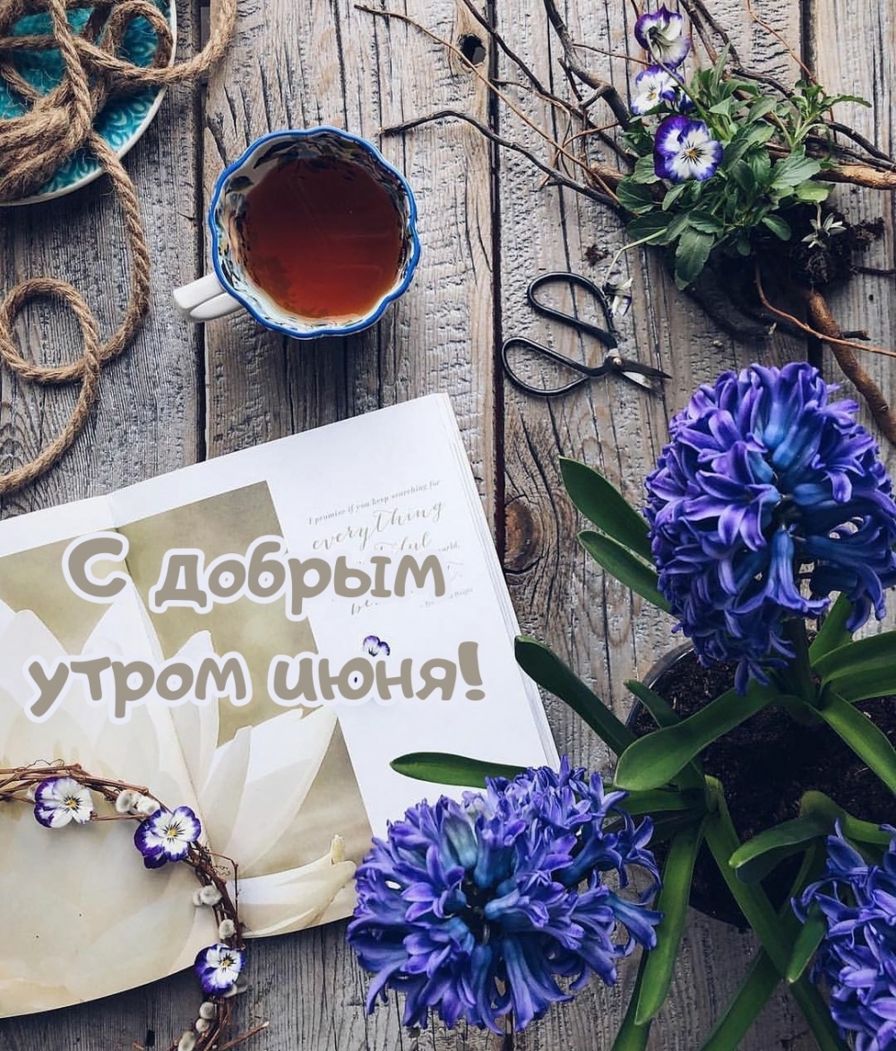 Предлагаем вашему вниманию красивые картинки — С добрым утром Июня!