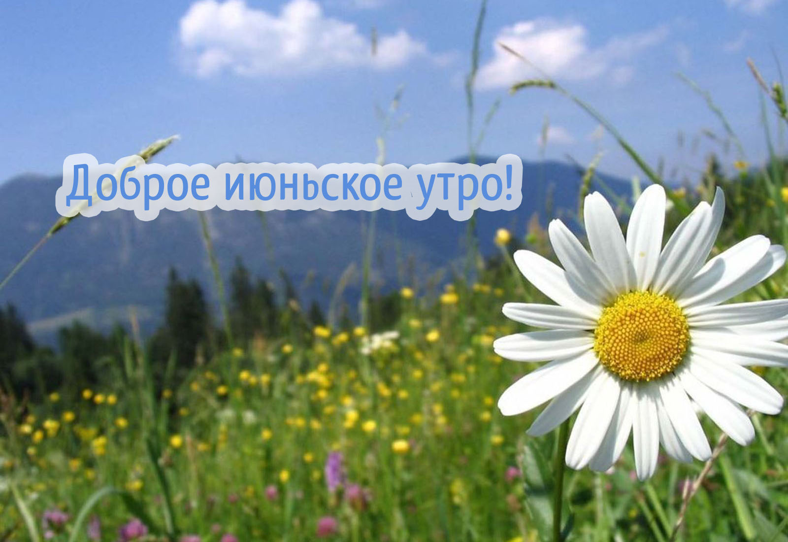 Замечательного летнего настроения! Июньское доброе утро! — картинка.