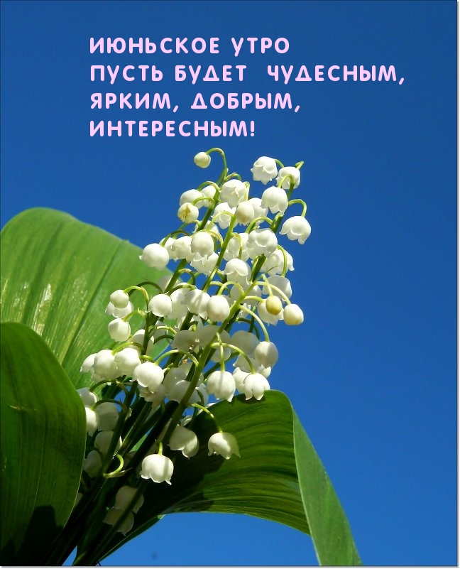 Хорошего летнего дня! Подсолнухи, лето, утро, кофе. Доброе утро Июня!