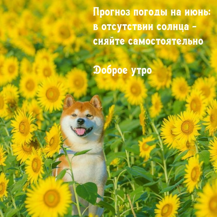 Красивые и прикольные картинки и гифки (мерцающие картинки) «С добрым июньским утром». ... Утро доброе! Июнь!