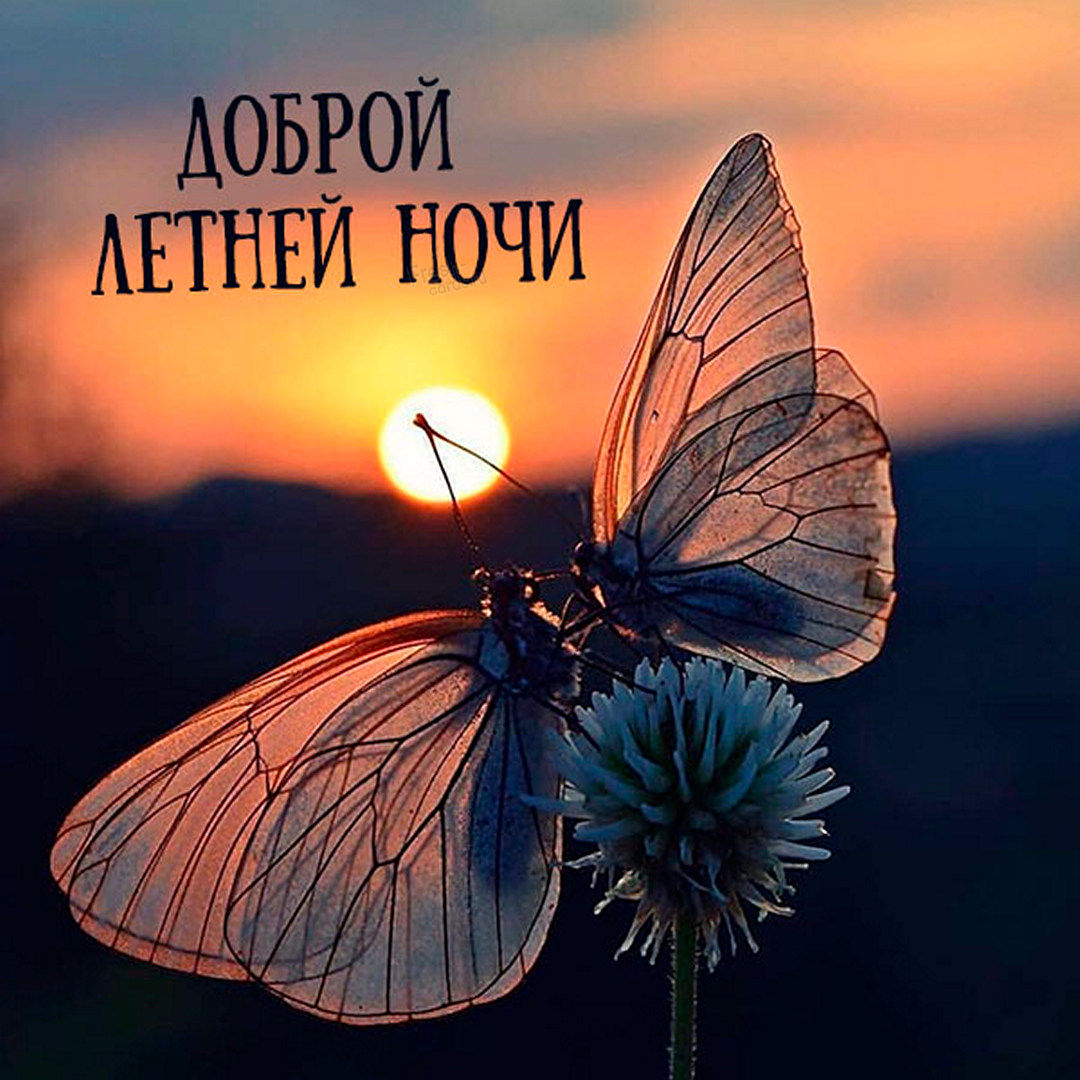 Сладких летних снов