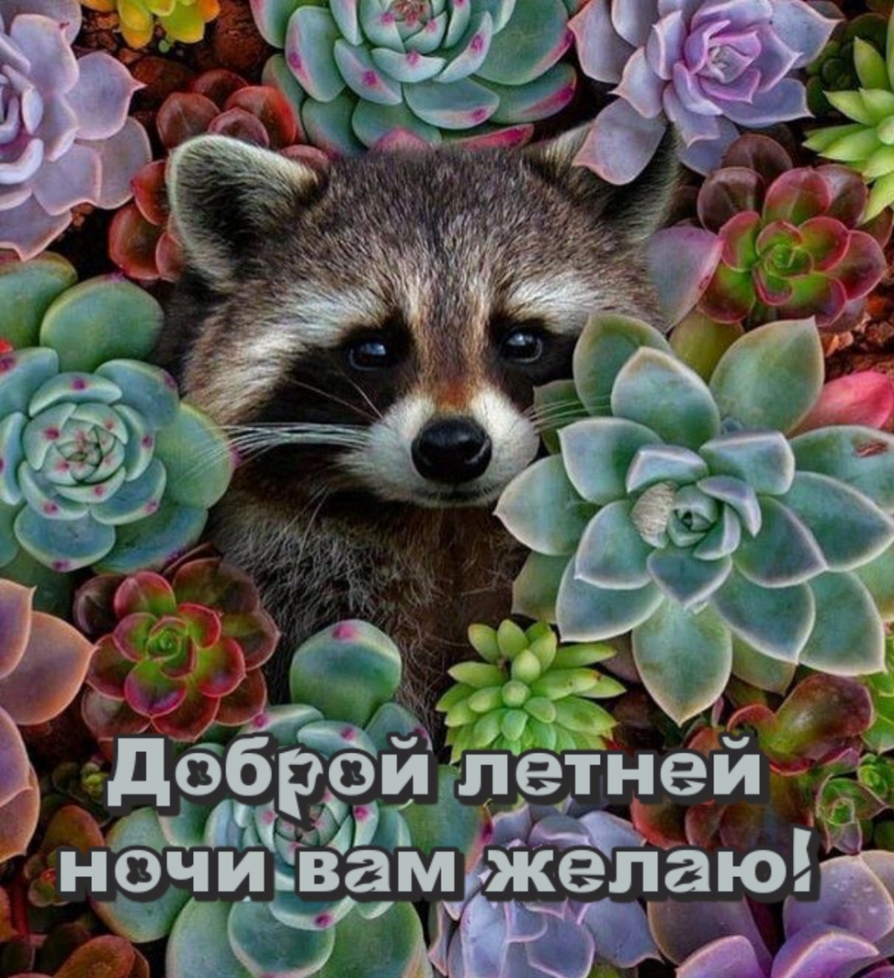 Картинки с пожеланиями спокойно летней ночи помогут расслабиться.