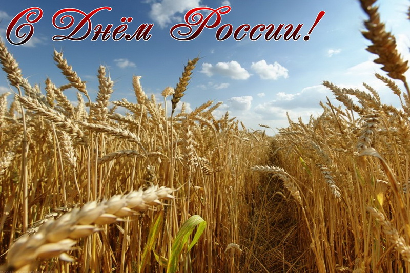 Открытка с Днём России, пшеница, поле. Открытка с Днём России, пшеница, поле.
