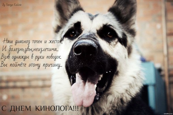 День кинолога поздравления.