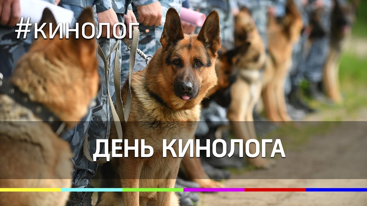 Картинки с собаками на день кинолога.