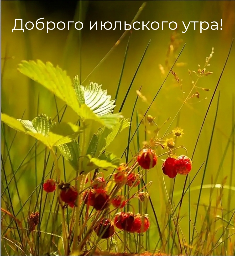 Красивые картинки с добрым Июльским утром скачать бесплатно. Красивые картинки с добрым Июльским утром скачать бесплатно.