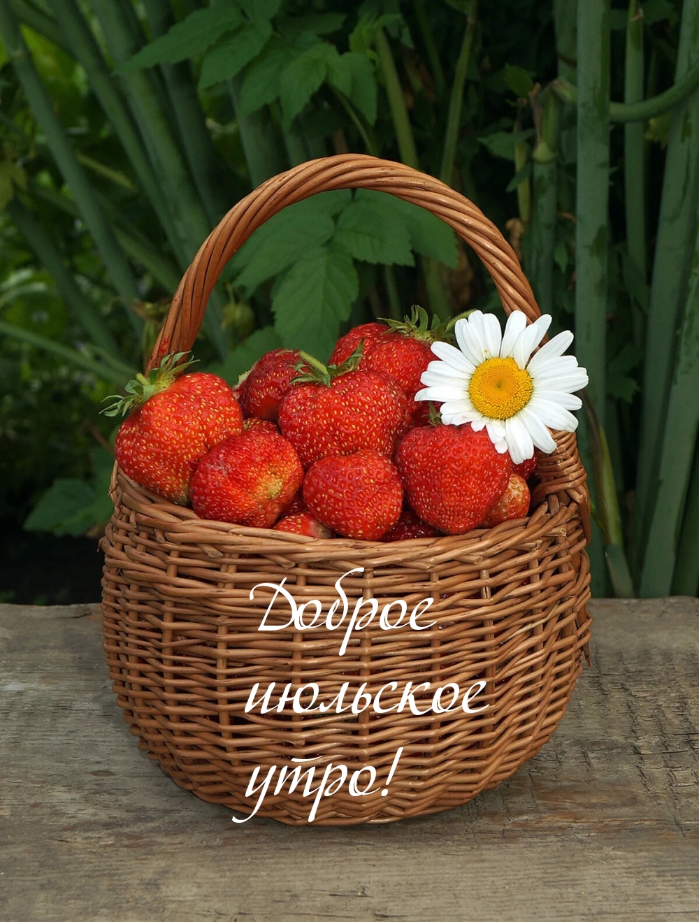 Открытки с добрым июльским утром. Открытки с добрым июльским утром.