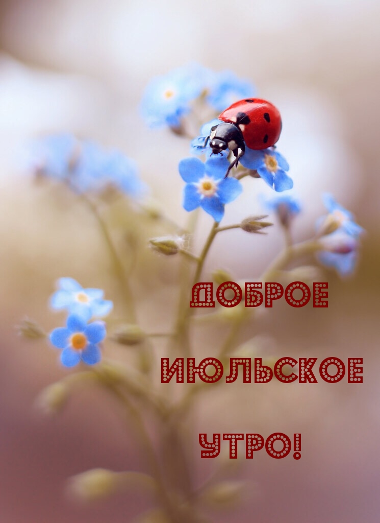 Доброе июльское утро, друзья! Доброе июльское утро, друзья!