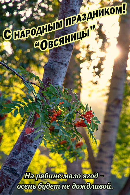 День Святой Натальи овсяницы открытки. День Святой Натальи овсяницы открытки.