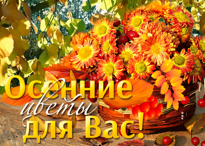 Красивая, яркая анимированная картинка Осенние цветы для вас!