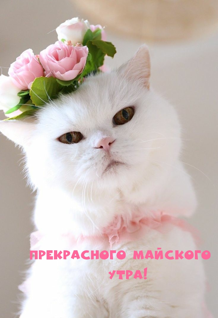 Майское утро Майское утро