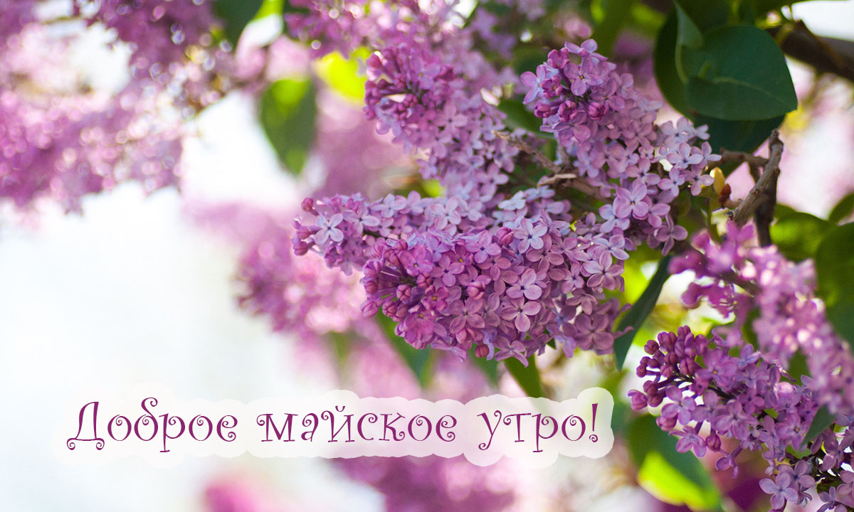Весенние картинки с добрым утром. Весенние картинки с добрым утром.